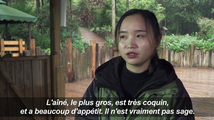 Des tigres blancs triplés font craquer la Chine