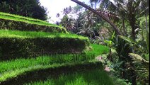 stock-footage-gliding-drone-shot-of-indonesian-farmer-on-rice-paddies　嶋田貴弘