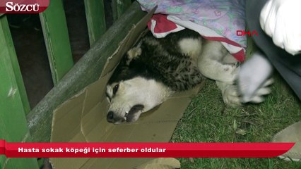 Hasta sokak köpeği için seferber oldular