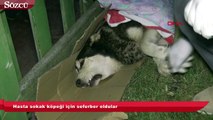 Hasta sokak köpeği için seferber oldular