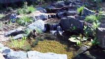 Stocking Bass Pond with 1,000 Golden Shiners!!