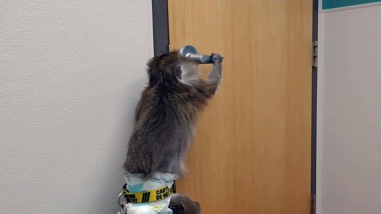 Monkey tries to escape vet's office by opening door