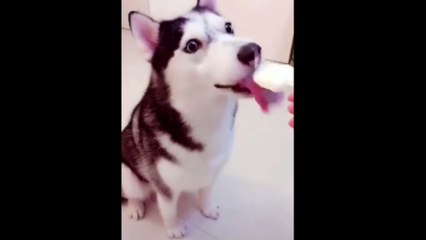 Ice cream lover mojo