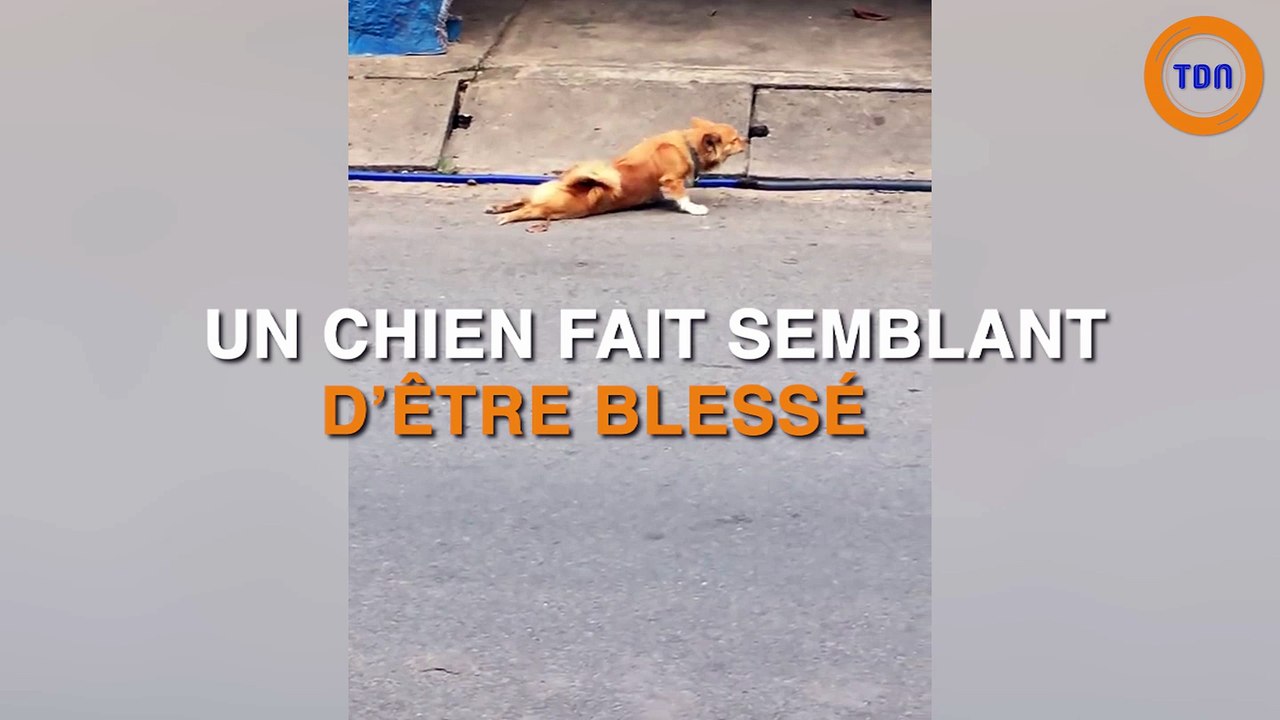 Un chien fait semblant d'être blessé !