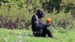 Animals get in the Halloween spirit as they feast on pumpkins