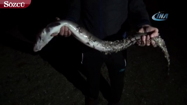 Oltayla 1,5 metrelik yılan balığı yakaladı