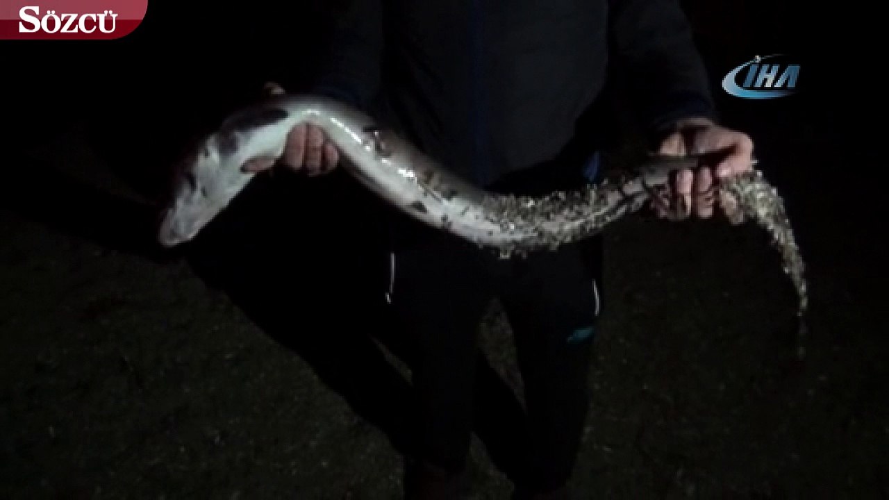 Oltayla 1,5 metrelik yılan balığı yakaladı