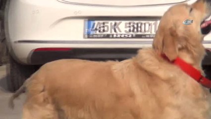 Sokakta Yaralı Bulundu Şimdi Okulun Maskotu Oldu