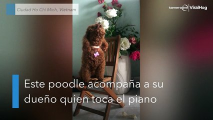 Nueva estrella perruna: canta acompañando al piano