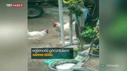 Kavga eden horozları ayırmaya çalışan yavru köpeğin çabası güldürdü