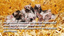 Des chercheurs chinois ont donné naissance à des souris sans père biologique