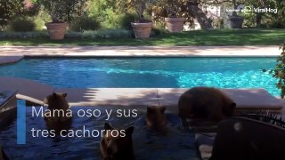 Día de piscina para Mamá oso y sus tres cachorros