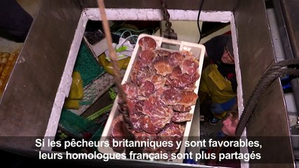 Les pêcheurs de Saint-Jacques partagés face au Brexit
