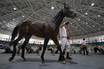 Arqana, la première place de vente en France