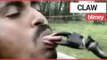 CLAW BLIMEY! Stunt Goes Wrong as Giant Crab Grabs a Man’s Tongue | SWNS TV