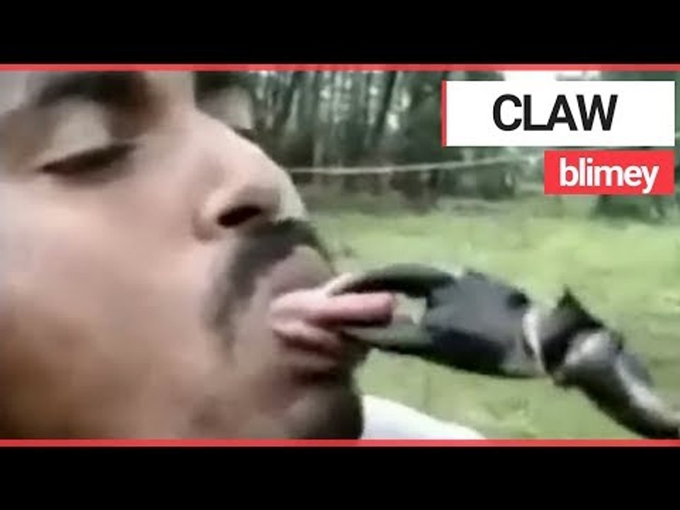 CLAW BLIMEY! Stunt Goes Wrong as Giant Crab Grabs a Man’s Tongue | SWNS TV