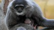 Watch: Endangered silvery gibbon born at UK zoo