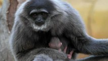 Watch: Endangered silvery gibbon born at UK zoo