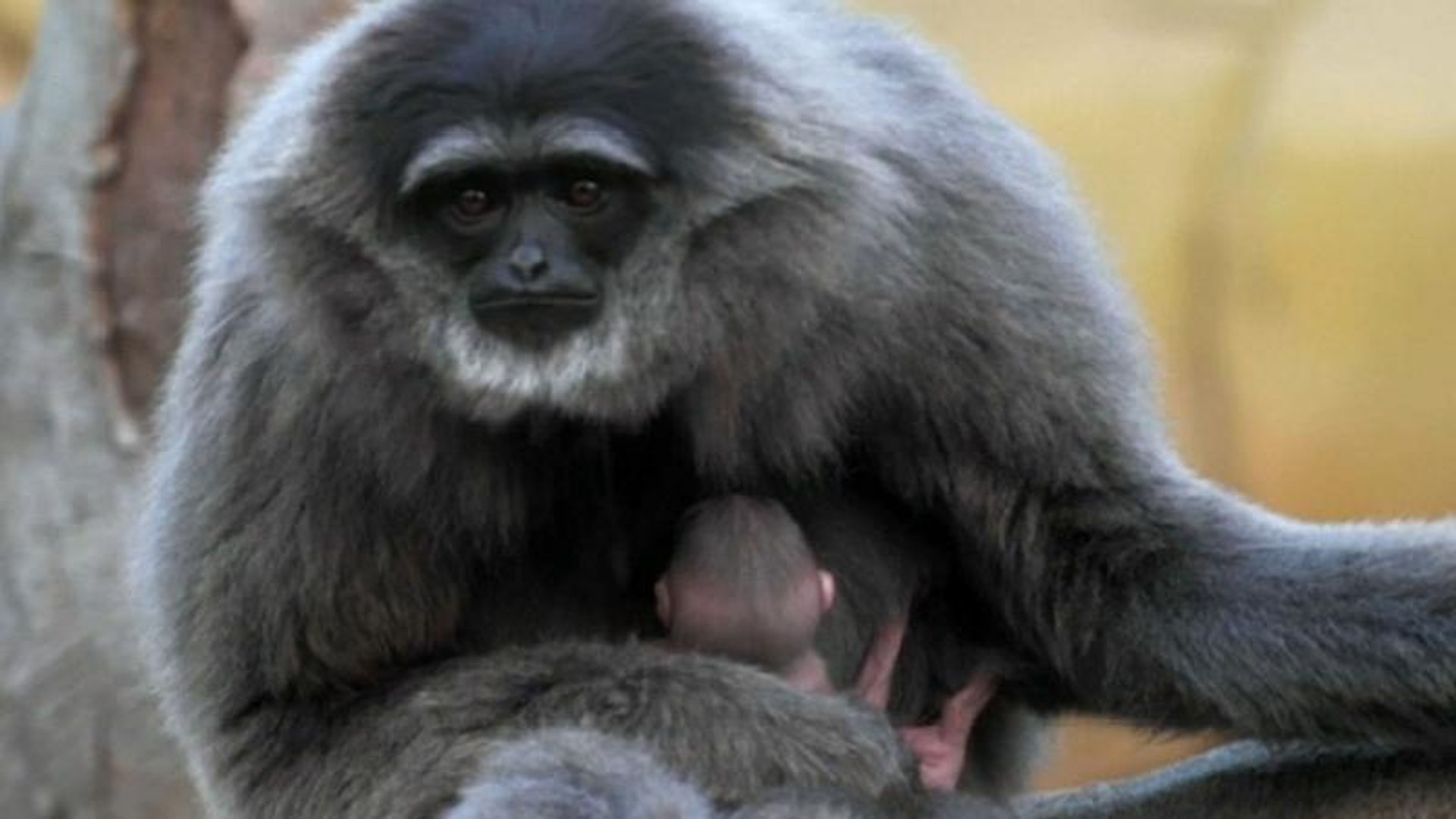 ⁣Watch: Endangered silvery gibbon born at UK zoo
