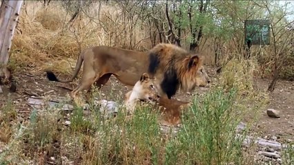 The Angry Elephants Too Crazy Strong When Lion Hunting Baby Elephant
