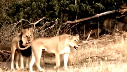Unbelievable Group Buffalo Rescue Male Lion Was Kicked Out of the Pride
