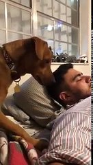 Un chien n'aime pas le téléphone de son maitre