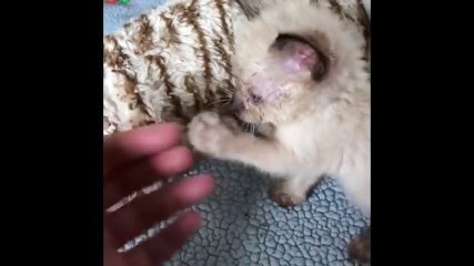 Complètement aveugle, ce petit chaton va se métamorphoser et le miracle se produire