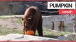 Animals at US zoo given pumpkins to play with | SWNS TV