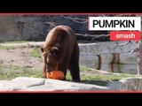 Animals at US zoo given pumpkins to play with | SWNS TV