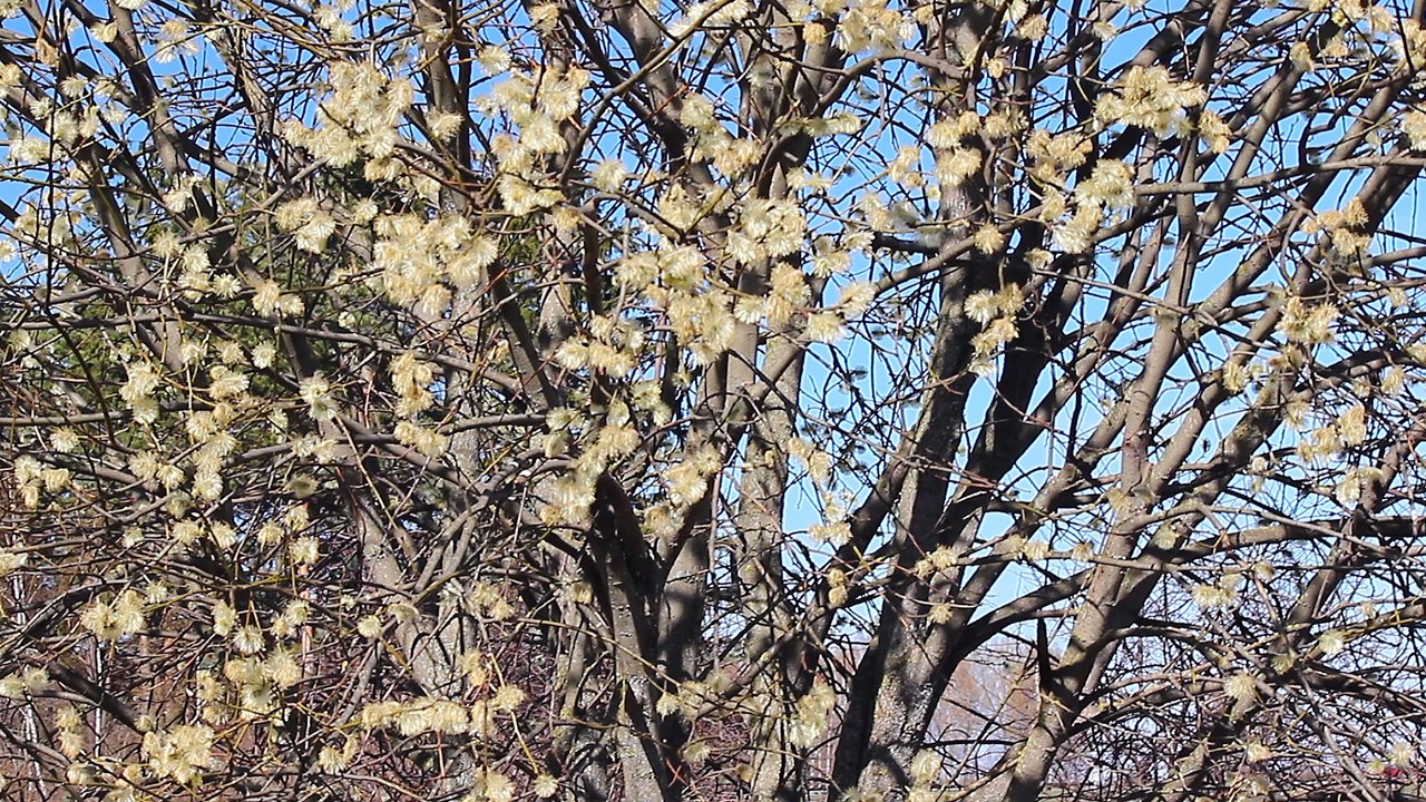 Blooming willow