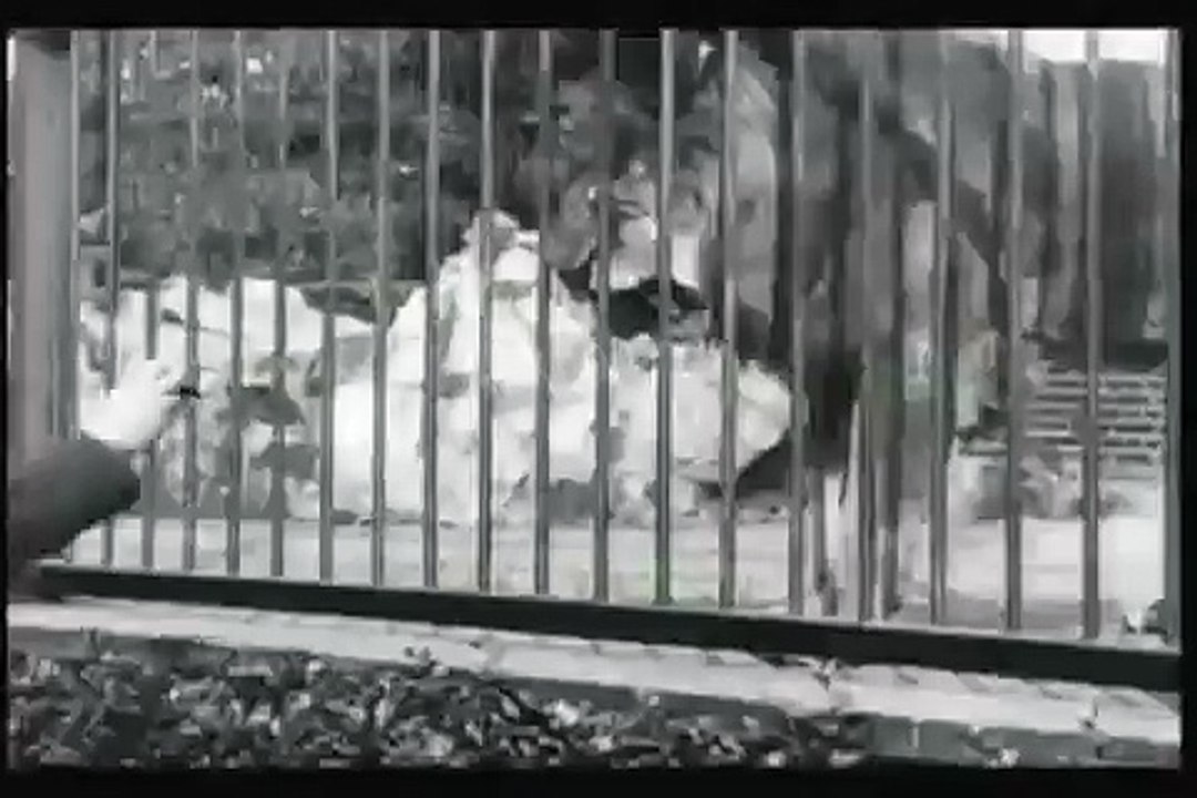 Auguste & Louis Lumière: Lions, Jardin Zoologique, Londres (1896)