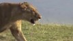 HYENAS BIG MISTAKE PROVOKED LIONESS | MALE LION AS A HERO WHO HYENAS TO SAVE LIONESS