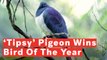 New Zealand Crowns 'Drunk' Pigeon Bird Of The Year