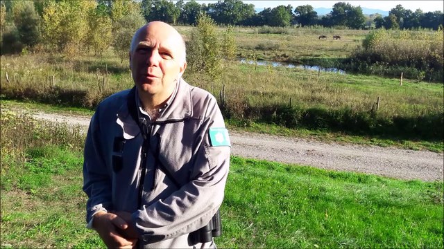 Des chevaux (presque) préhistoriques à la Petite Camargue alsacienne