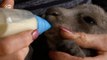 Seca deixa centenas de cangurus órfãos na Austrália