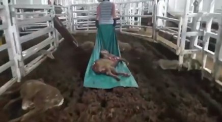 Gizli kamerayla kaydedilen korkunç görüntüler