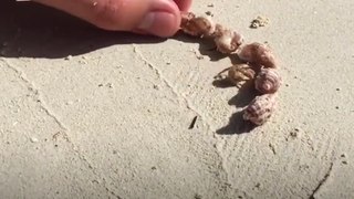 People help homeless hermit crab choose a new shell 