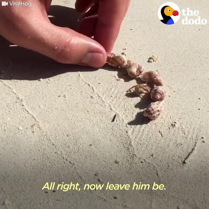 People help homeless hermit crab choose a new shell 