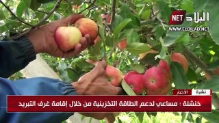 خنشلة: توقعات بجمع مليون ونصف قنطار من التفاح هذه السنة