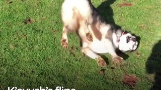 This husky LOVES to do flips — he just keeps showing off and he's so proud of himself 
