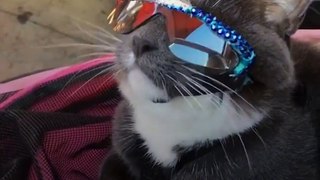 This cat gets so much attention everywhere she goes because she has to wear sunglasses — and she LOVES it 