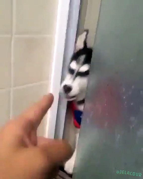 Un chien chante System of a down