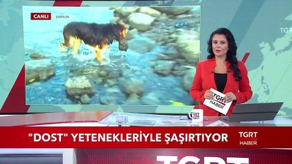 "Dost" Adındaki Yetenekli Köpek Yaptıklarıyla Şaşırtıyor