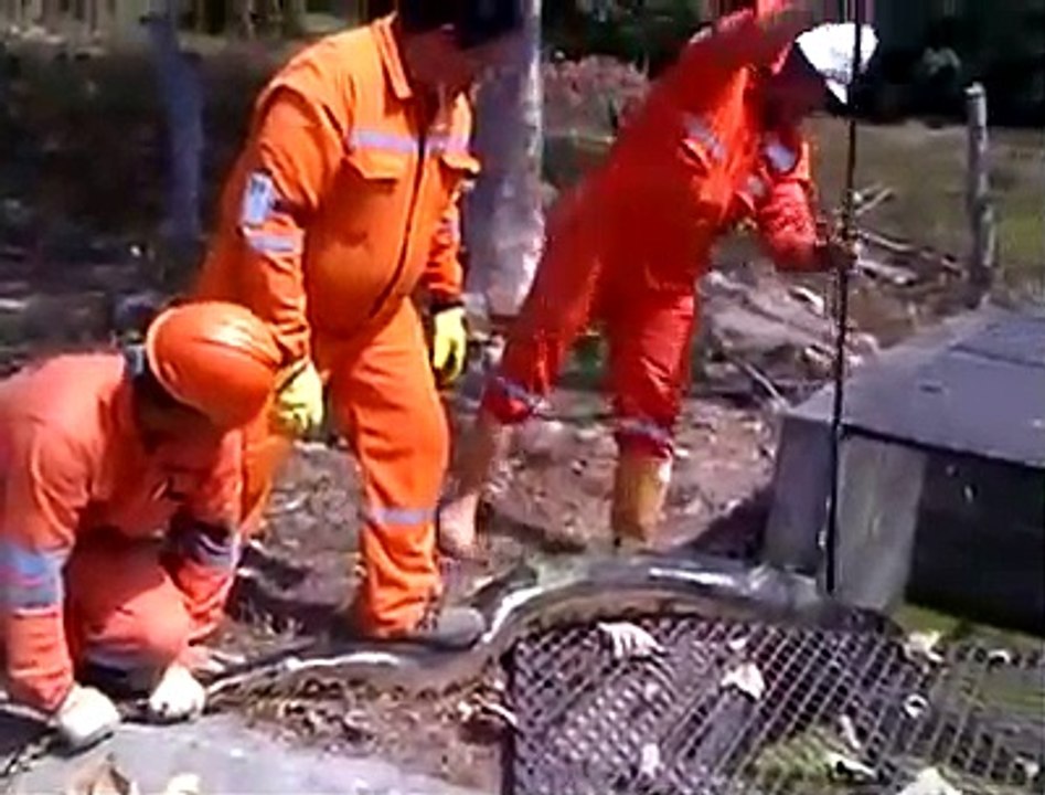 Ces ouvriers brésiliens font une découverte terrifiante   anaconda de 9m...