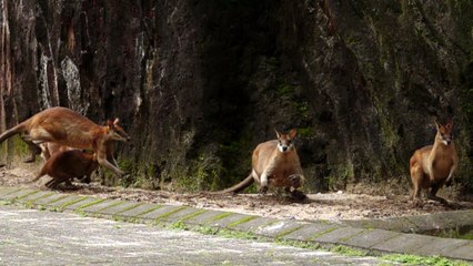 australian wallaby in slow motion