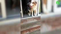 Quand ce papa chien apprend à son petit à descendre les escaliers... Adorable