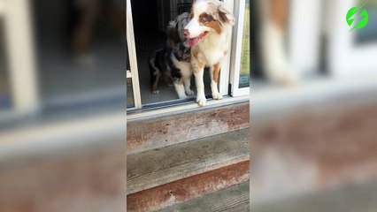 下载视频: Quand ce papa chien apprend à son petit à descendre les escaliers... Adorable