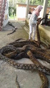 Cette femme jouent avec plusieurs pythons géants... Impressionnant