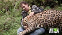Il promène son énorme jaguar de compagnie... Animal magnifique
