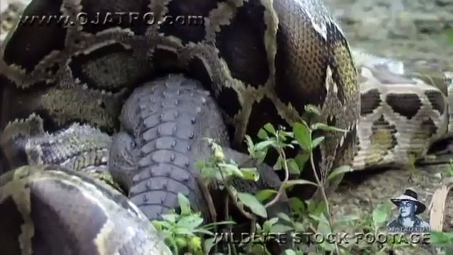 Un python dévore un alligator. Timelapse incroyable